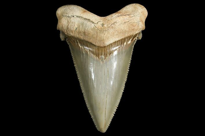 Serrated, Angustidens Tooth - Megalodon Ancestor #130853